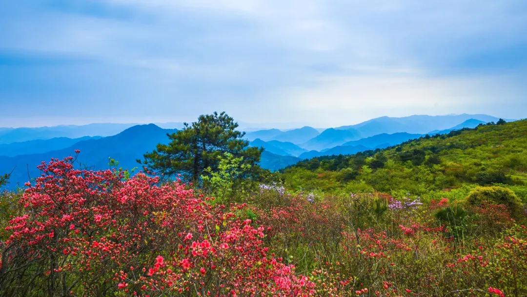 泗溪村岭上开遍映山红