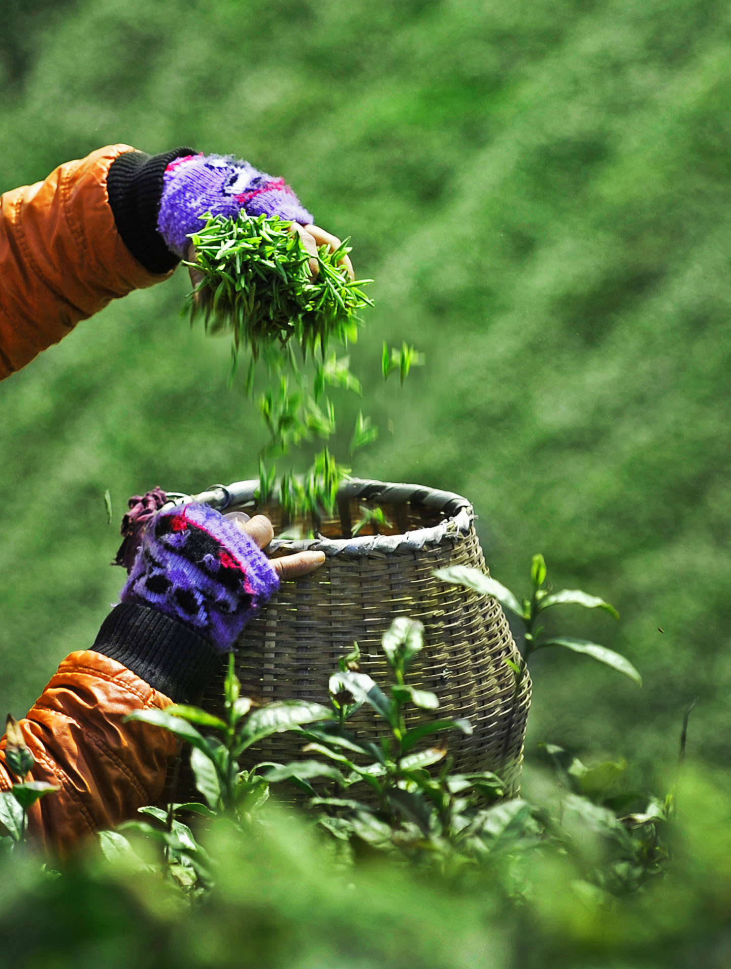 特供明前首批优质径山茶
