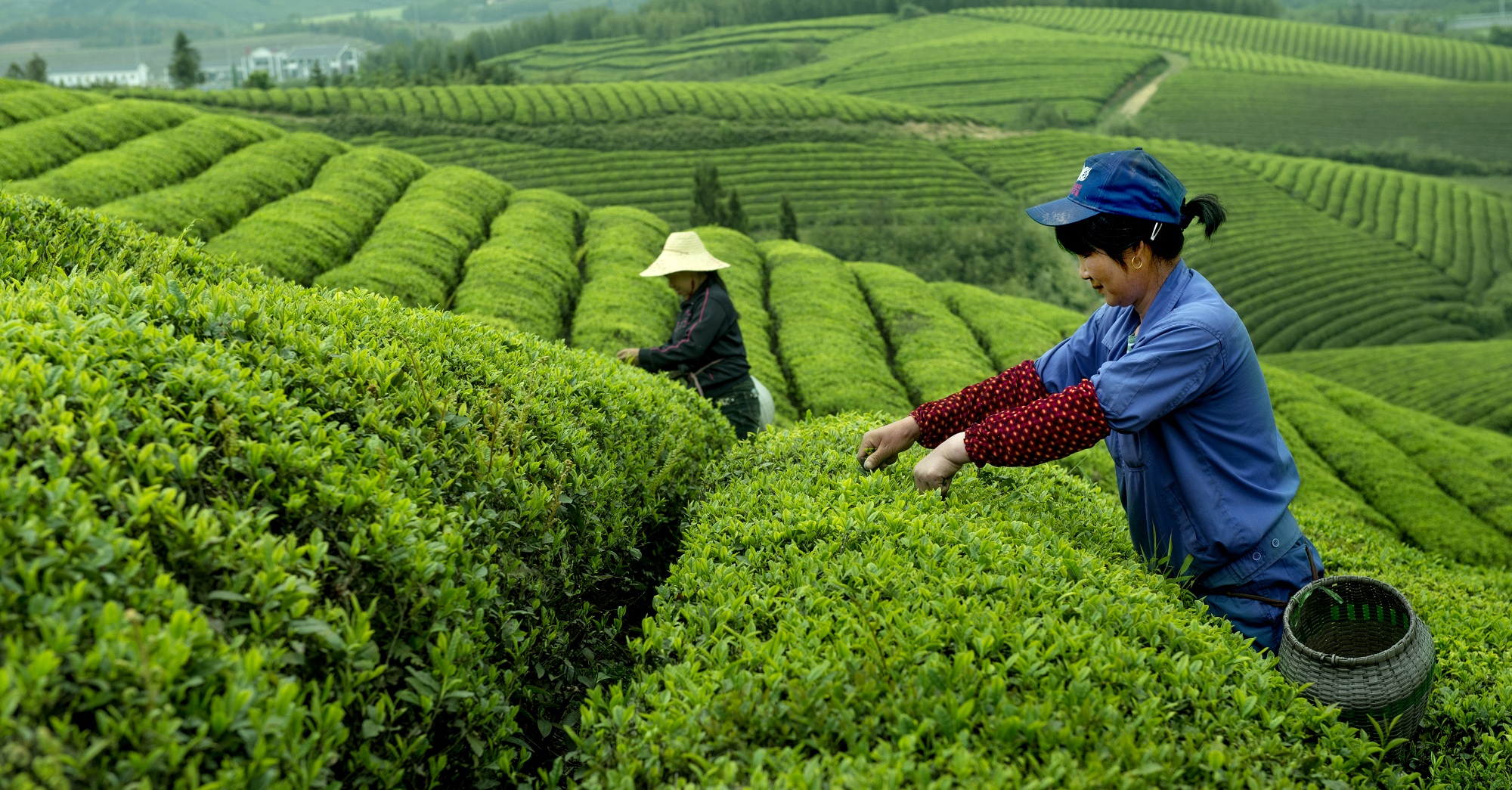 特供明前首批优质径山茶