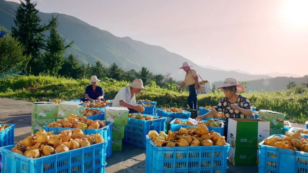 品鸬鸟 ? 走进仙佰坑