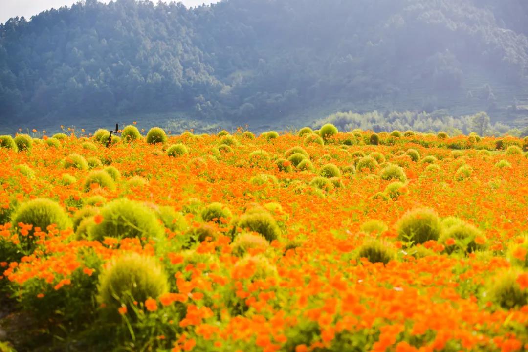 徑山花海